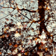 Illustration for article titled Shooting Challenge Fall Leaves Gallery 6